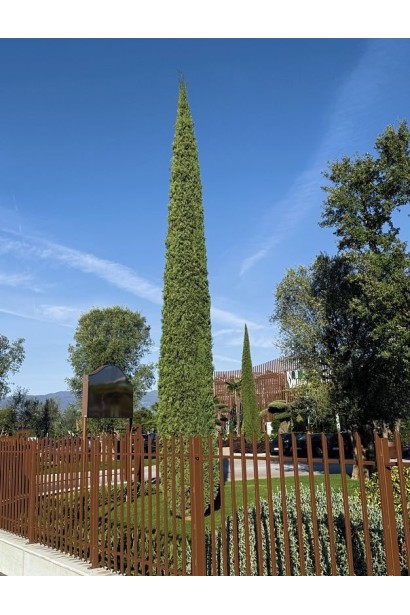 Кипарис вічнозелений Тотем доросле дерево